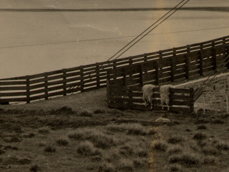 What's that on the fence?